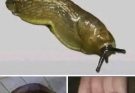 Did you know that when a SLUG visits your house it means that you have…See more