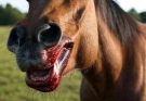 This was the horse that devoured his du…See more