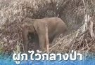 โปรดช่วย “สีดอบูม” อดีตช้างลากไม้ ถูกผูกกลางป่า ไร้น้ำ ไร้อาหาร